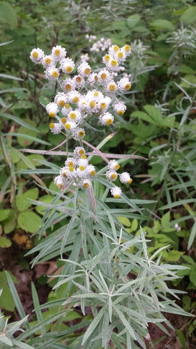 Anaphalis margaritacea — flower photograph