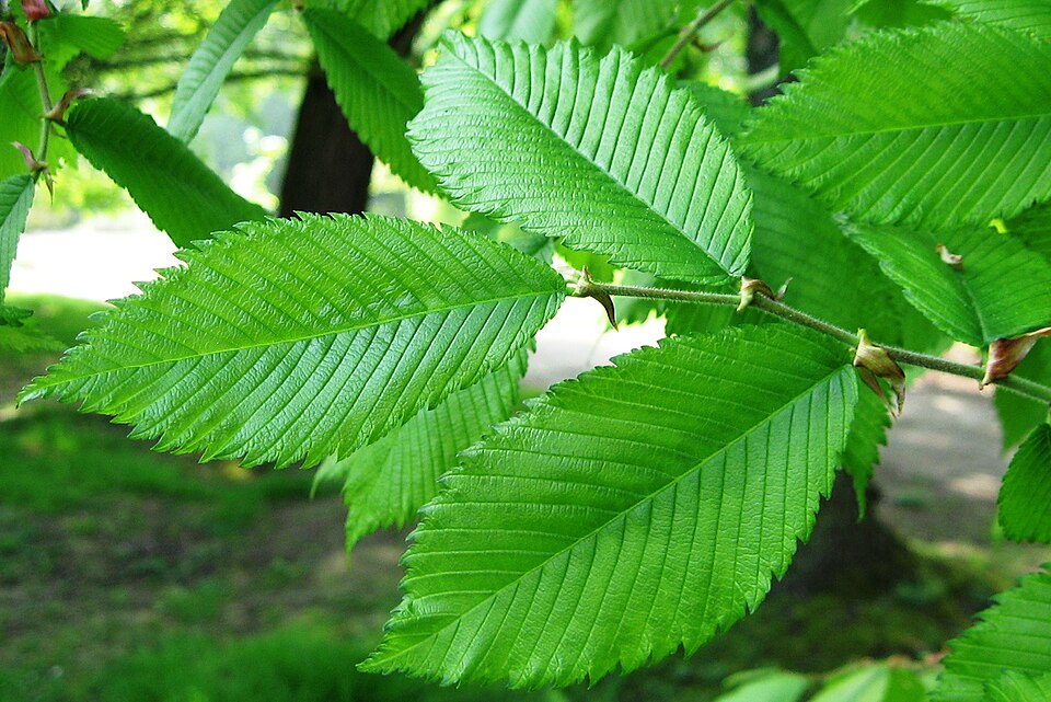 Ulmus thomasii — leaf photograph
