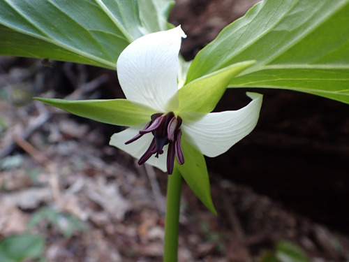 Trillium rugelii — flower photograph