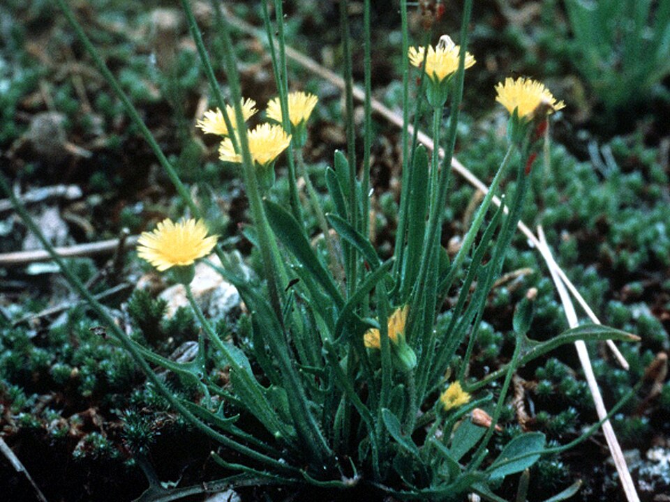 Krigia virginica — bloom photograph