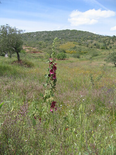 Alcea rosea — whole plant photograph