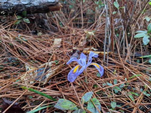 Iris verna — flower photograph