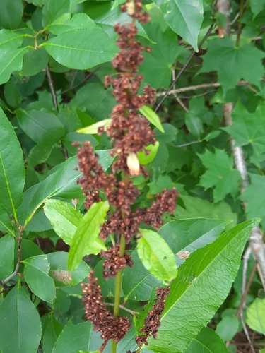 Rumex obtusifolius — fruit photograph