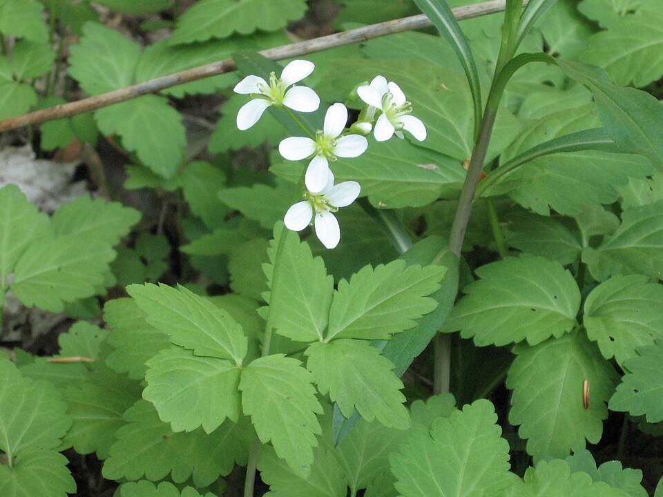 Cardamine diphylla — bloom photograph