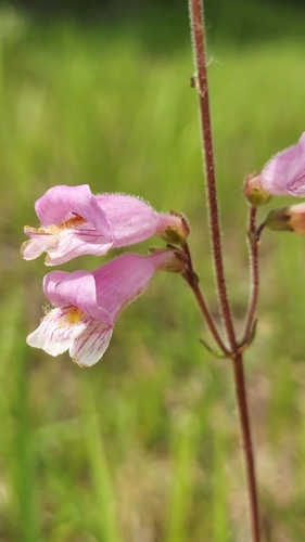 Penstemon australis — flower photograph