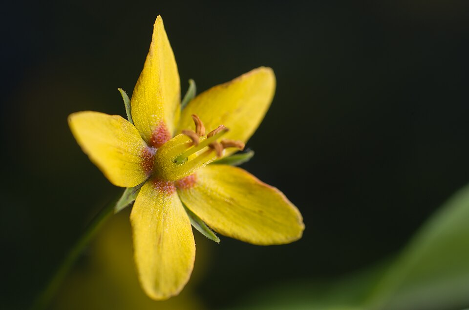 Lysimachia quadrifolia — bloom photograph