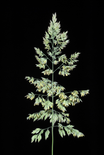 Holcus lanatus — bloom photograph