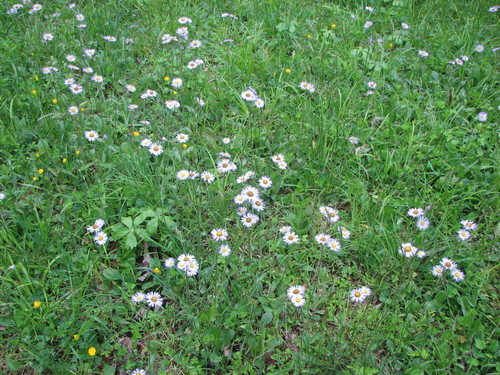 Erigeron pulchellus var. pulchellus — bloom photograph