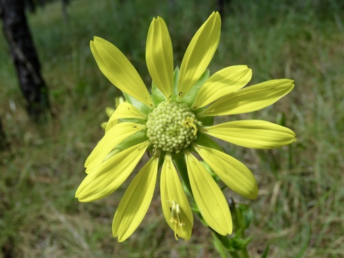 Silphium laciniatum — flower photograph