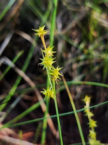 Carex echinata — whole photograph