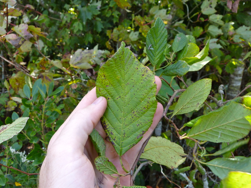 Alnus serrulata — leaf photograph