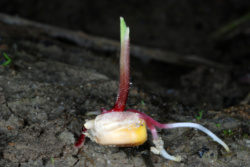 Zea mays — whole plant photograph