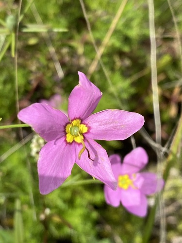 Sabatia campanulata — flower photograph