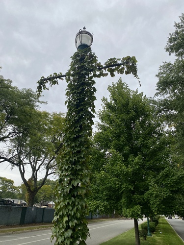 Parthenocissus tricuspidata — whole photograph