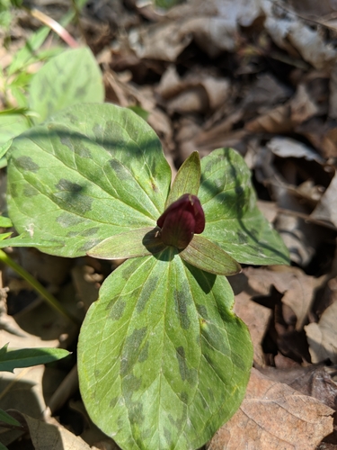 Trillium sessile — whole photograph