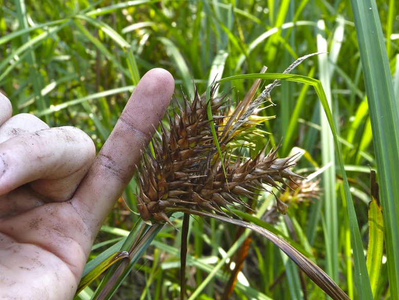 Carex lupulina — fruit photograph