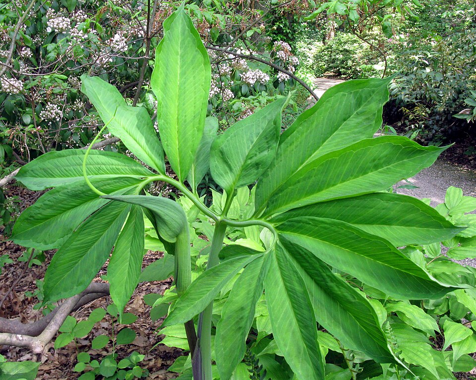Arisaema dracontium — bloom photograph