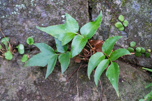Cyrtomium falcatum — foliage photograph