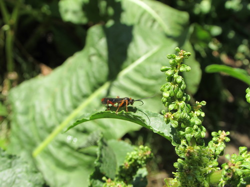 Rumex crispus — whole plant photograph