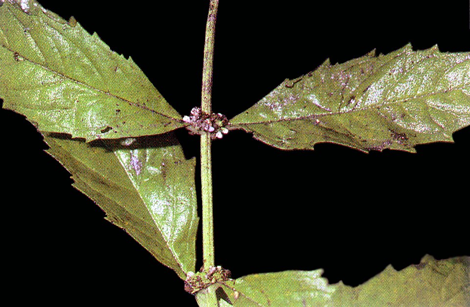 Lycopus uniflorus — foliage photograph