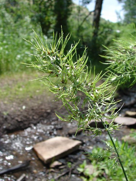 Poa bulbosa — flower photograph