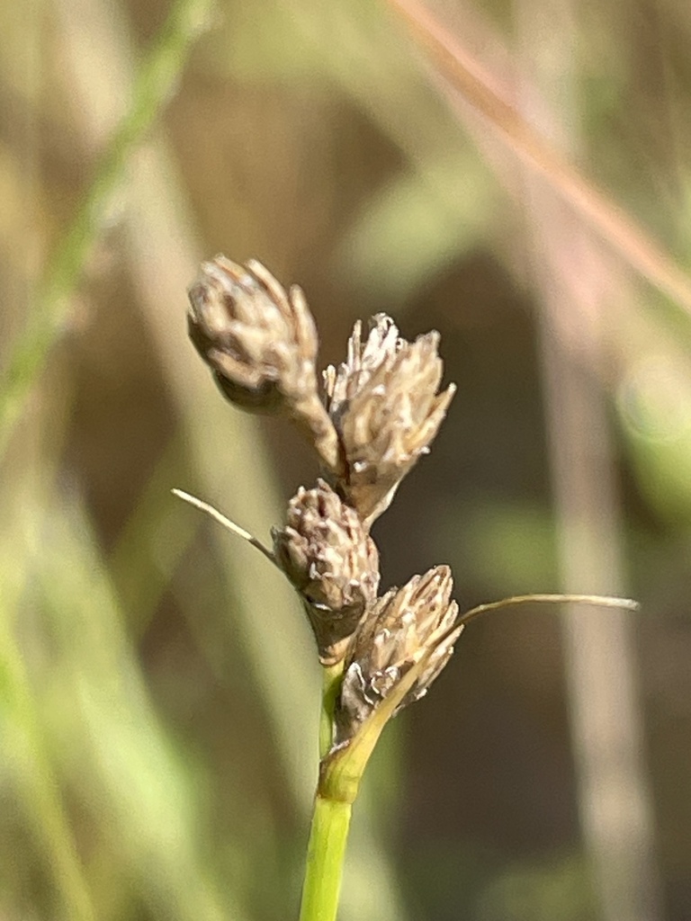 Carex longii — fruit photograph