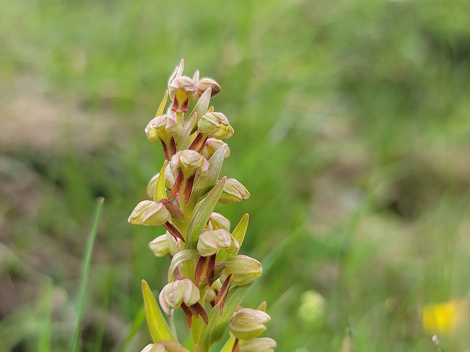 Dactylorhiza viridis — bloom photograph