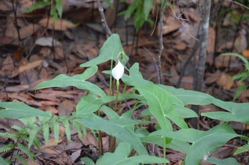 Peltandra sagittifolia — flower photograph