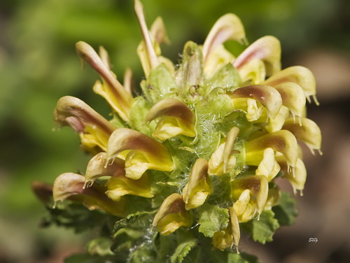 Pedicularis canadensis — whole photograph