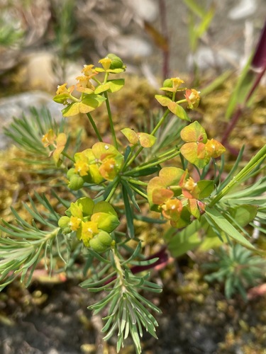 Euphorbia cyparissias — flower photograph