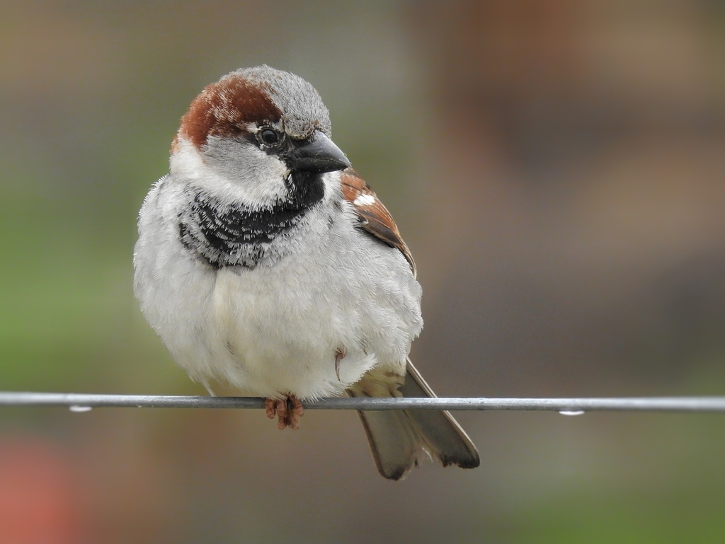 Male House Sparrow, whole bird