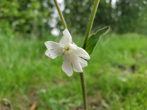 Silene latifolia — flower photograph