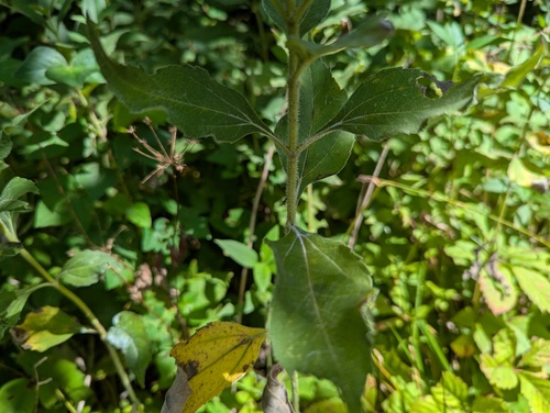 Helianthus hirsutus — foliage photograph