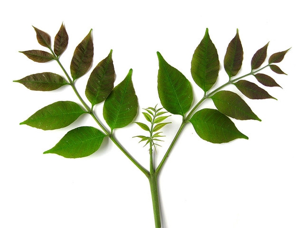 Fraxinus americana — leaf photograph