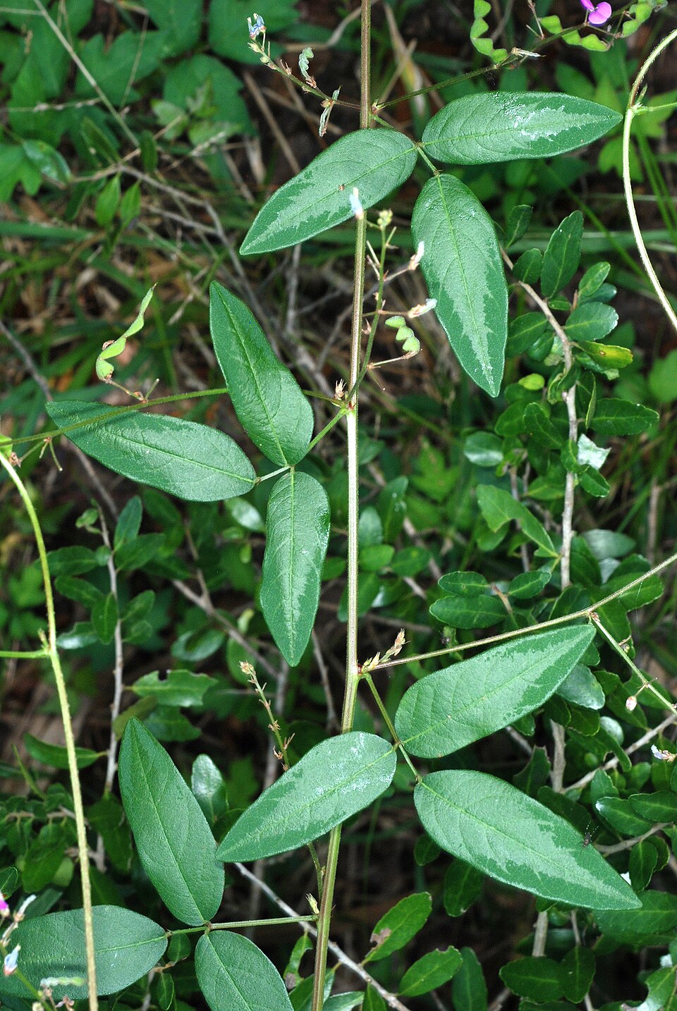 Desmodium glabellum — foliage photograph