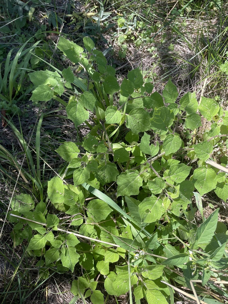 Physalis pubescens — whole photograph