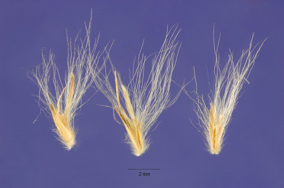 Bothriochloa laguroides — seed photograph