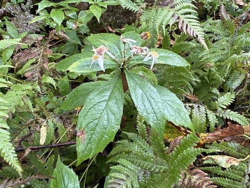 Oclemena acuminata photograph