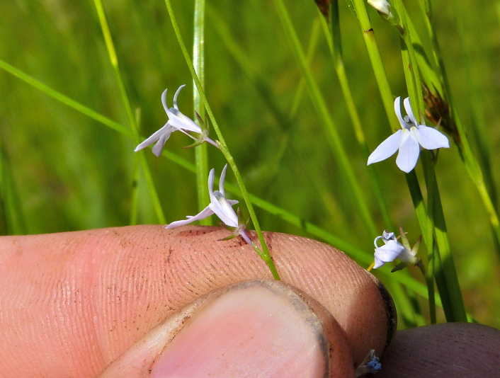 Lobelia nuttallii — bloom photograph