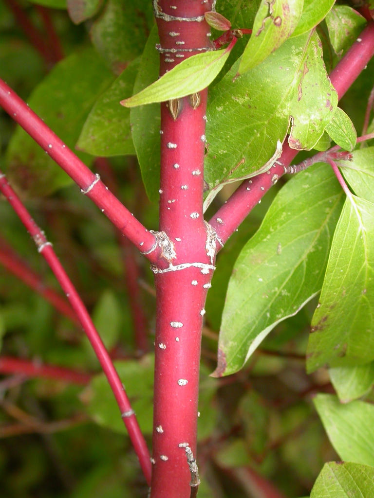 Cornus sericea — stem photograph