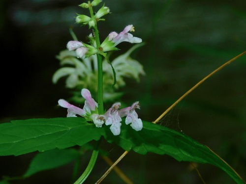 Stachys latidens photograph
