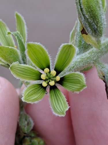 Veratrum viride — flower photograph