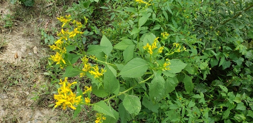 Verbesina occidentalis — whole photograph