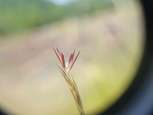 Sporobolus vaginiflorus — bloom photograph