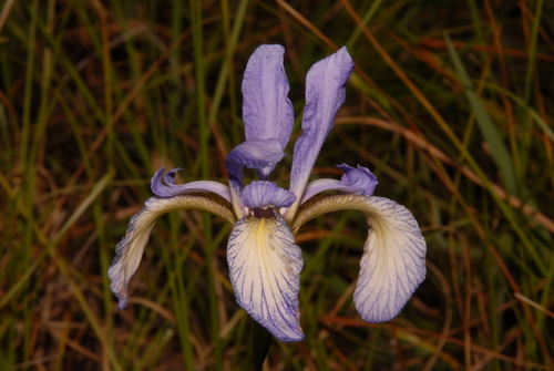 Iris prismatica photograph