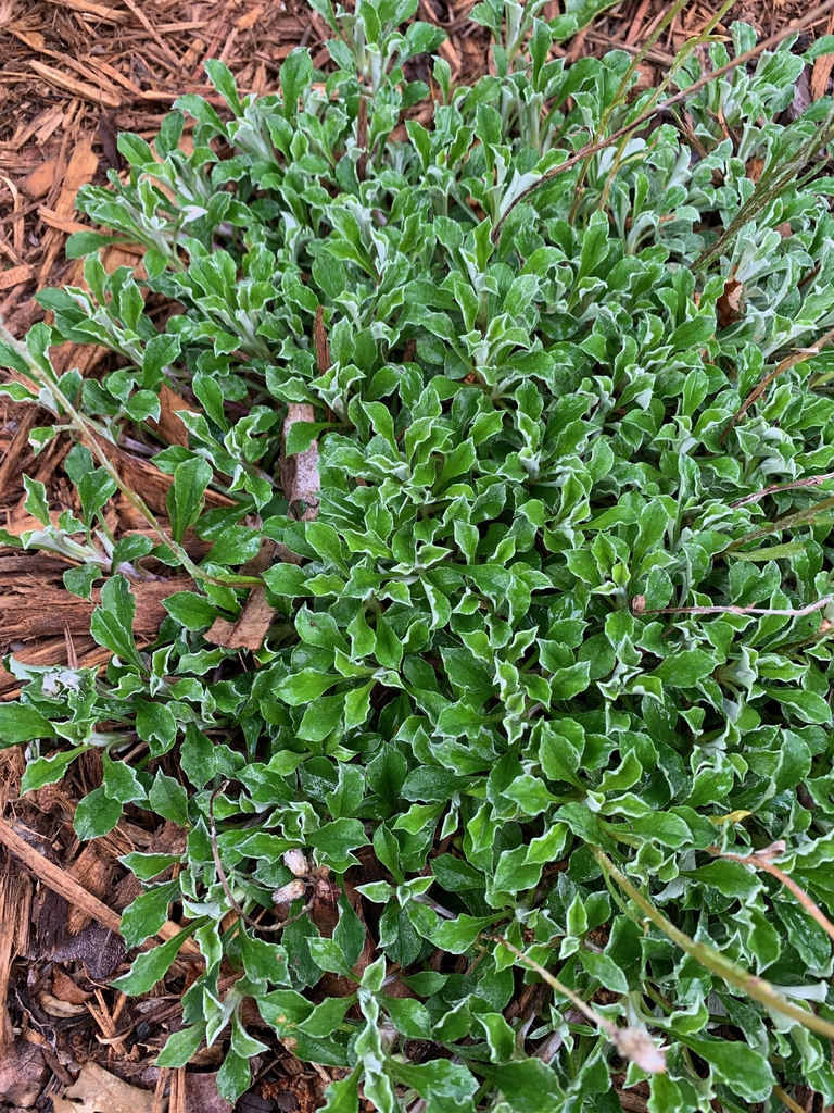Antennaria neglecta — whole photograph