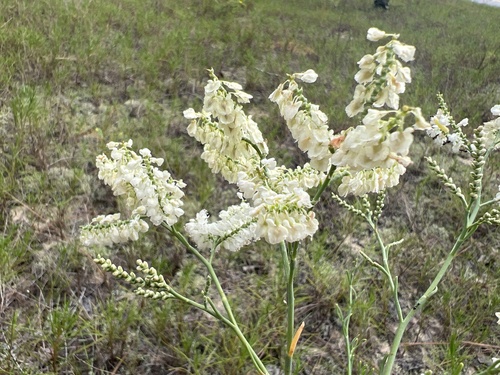 Polygonella americana — flower photograph