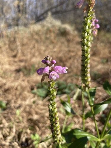 Physostegia virginiana — flower photograph