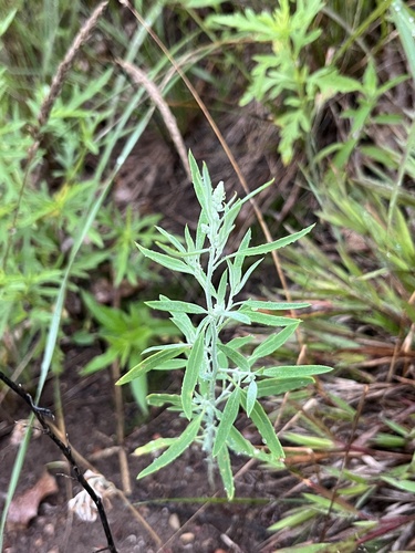 Chenopodium pratericola photograph