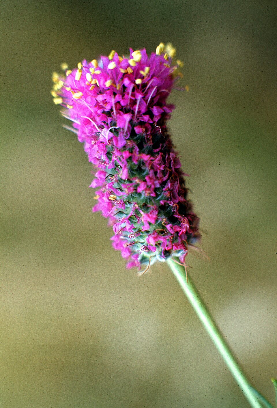 Dalea purpurea — flower photograph